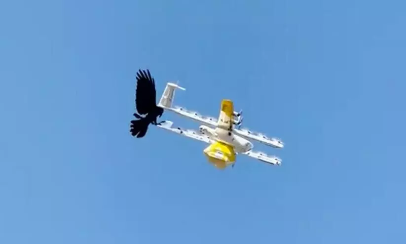 Bird Attacks Food Delivery Drone Video Viral