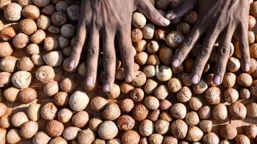 അടക്ക കള്ളന്മാരെക്കൊണ്ട് തോറ്റ് കമുക് കര്‍ഷകര്‍