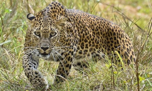 വിലങ്ങാട് പുള്ളിപ്പുലിയുടെ സാന്നിധ്യം സ്ഥിരീകരിച്ചു