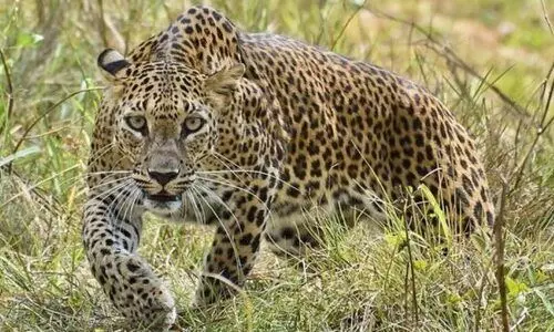 വിലങ്ങാട് പുള്ളിപ്പുലിയുടെ സാന്നിധ്യം സ്ഥിരീകരിച്ചു