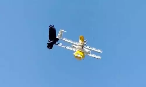 Bird Attacks Food Delivery Drone Video Viral