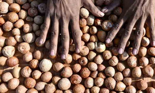 അടക്ക കള്ളന്മാരെക്കൊണ്ട് തോറ്റ് കമുക് കര്‍ഷകര്‍