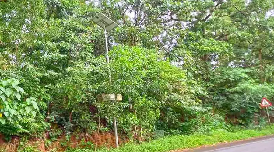 ഉദുമ പാതയോരത്തുണ്ട്, ഡോ. സാലിഹ് മുണ്ടോൾ നട്ട മരങ്ങൾ