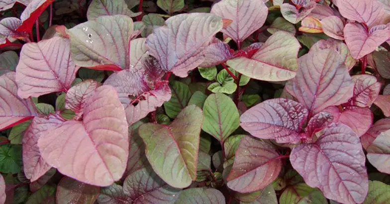 ഏതു സമയത്തും ഇതുപോലെ ചീര നടാം