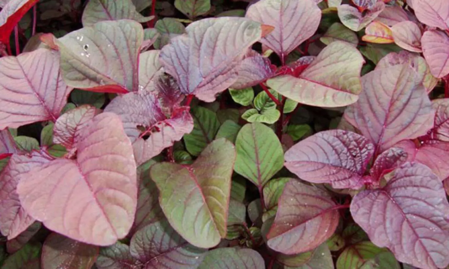 ഏതു സമയത്തും ഇതുപോലെ ചീര നടാം