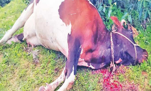 വീണ്ടും പശുവിനെ കൊന്നു; കടുവപ്പേടിയിൽ ഗ്രാമം