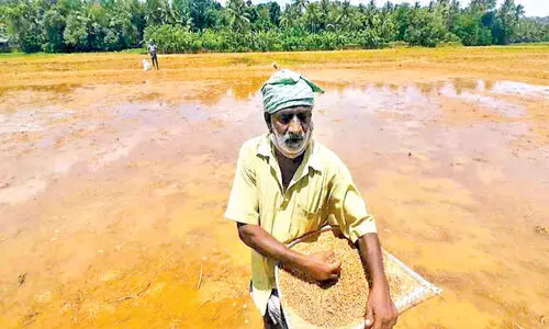 പൂ​ക്കാ​ട്ടി​രി പാ​ട​ശേ​ഖ​ര​ത്തി​ലെ നെ​ൽ ക​ർ​ഷ​ക​ർ പ​ര​മ്പ​രാ​ഗ​ത രീ​തി​യി​ലേ​ക്ക്