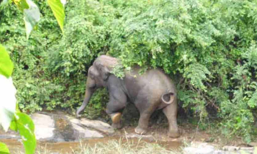 കാട്ടാന ആക്രമണം: ആറളത്ത്​ പ്രതിഷേധ പരമ്പര