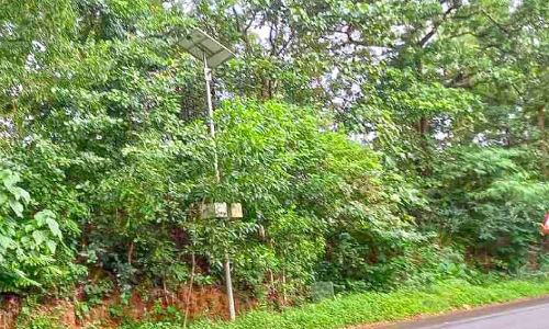 ഉദുമ പാതയോരത്തുണ്ട്, ഡോ. സാലിഹ് മുണ്ടോൾ നട്ട മരങ്ങൾ