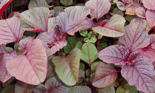 ഏതു സമയത്തും ഇതുപോലെ ചീര നടാം