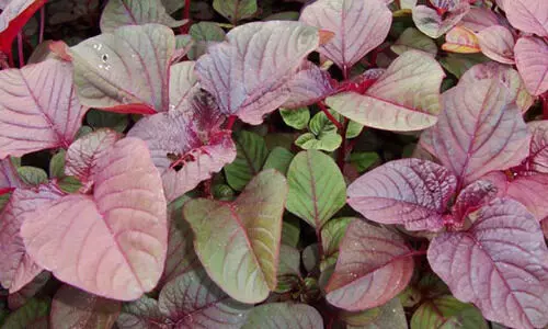 ഏതു സമയത്തും ഇതുപോലെ ചീര നടാം