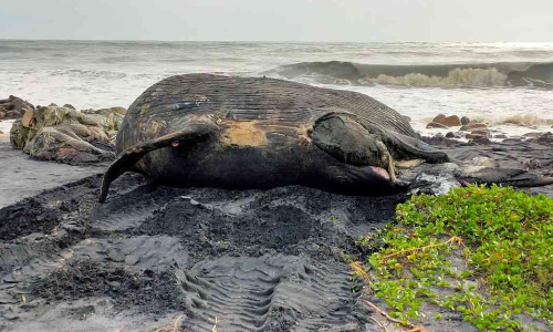 ആറാട്ടുപുഴയിൽ  തിമിംഗലത്തിന്‍റെ മൃതദേഹം കരക്കടിഞ്ഞു