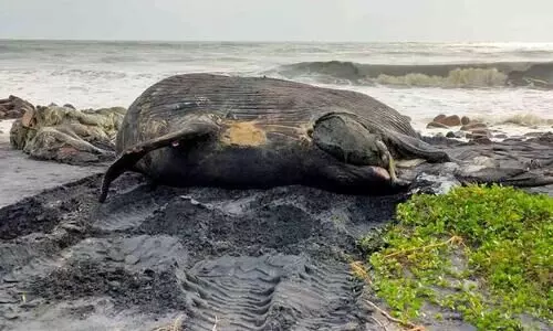 ആറാട്ടുപുഴയിൽ  തിമിംഗലത്തിന്‍റെ മൃതദേഹം കരക്കടിഞ്ഞു