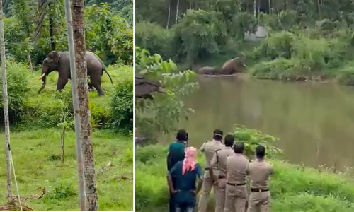 ആറുവർഷത്തിനിടെ മലയോരങ്ങളിൽ കാട്ടുമൃഗങ്ങളാൽ പൊലിഞ്ഞത് പത്തോളം ജീവനുകൾ; സംരക്ഷണം മൃഗങ്ങൾക്ക് മാത്രമോ...? ആറുവർഷത്തിനിടെ മലയോരങ്ങളിൽ കാട്ടുമൃഗങ്ങളാൽ പൊലിഞ്ഞത് പത്തോളം ജീവനുകൾ; സംരക്ഷണം മൃഗങ്ങൾക്ക് മാത്രമോ...?