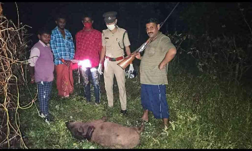 കാട്ടുപന്നിയെ കർഷകൻ വെടിവച്ചു കൊന്നു.