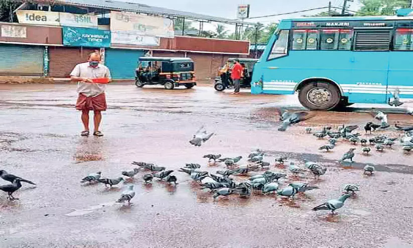 Arjunan has been feeding the pigeons for a decade