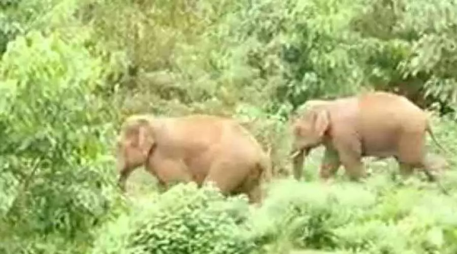 കാട്ടാനക്കൊമ്പിൽ കുരുങ്ങി മനുഷ്യജീവിതം; മലയോരത്ത് കൊല്ലപ്പെട്ടവരുടെ എണ്ണം പത്തായി കാട്ടാനക്കൊമ്പിൽ കുരുങ്ങി മനുഷ്യജീവിതം; മലയോരത്ത് കൊല്ലപ്പെട്ടവരുടെ എണ്ണം പത്തായി