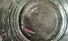 Underground Fish