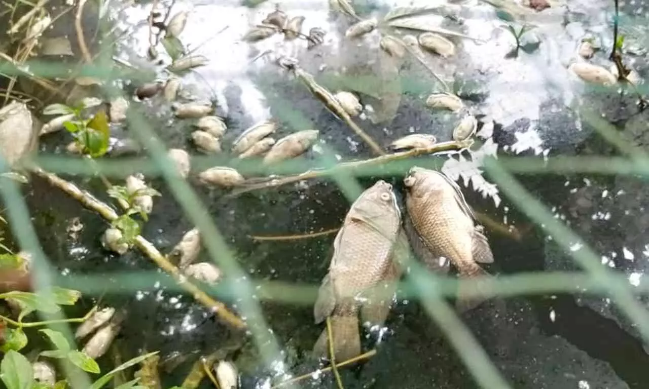 മീന് വളര്ത്തല് കുളത്തില് കരി ഓയില് കലര്ത്തി സാമൂഹ്യവിരുദ്ധരുടെ ക്രൂരത മീന് വളര്ത്തല് കുളത്തില് കരി ഓയില് കലര്ത്തി സാമൂഹ്യവിരുദ്ധരുടെ ക്രൂരത