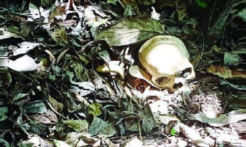 വനത്തിനുള്ളിൽ അസ്ഥികൂടം കണ്ടെത്തി