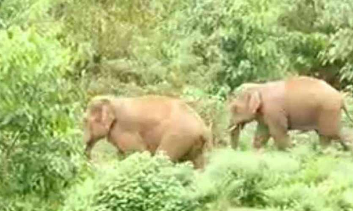 കാട്ടാനക്കൊമ്പിൽ കുരുങ്ങി മനുഷ്യജീവിതം; മലയോരത്ത് കൊല്ലപ്പെട്ടവരുടെ എണ്ണം പത്തായി