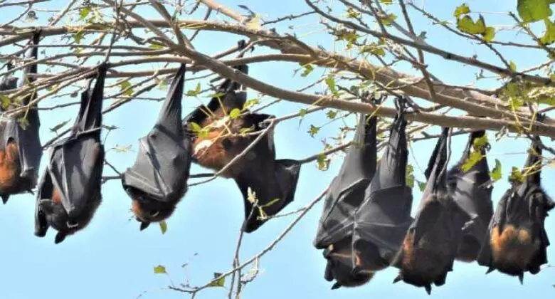 വില്ലൻ വവ്വാൽ തന്നെ; കോഴിക്കോട് നിന്നും പിടികൂടിയ വവ്വാലുകളിൽ നിപ സാന്നിധ്യം കണ്ടെത്തി