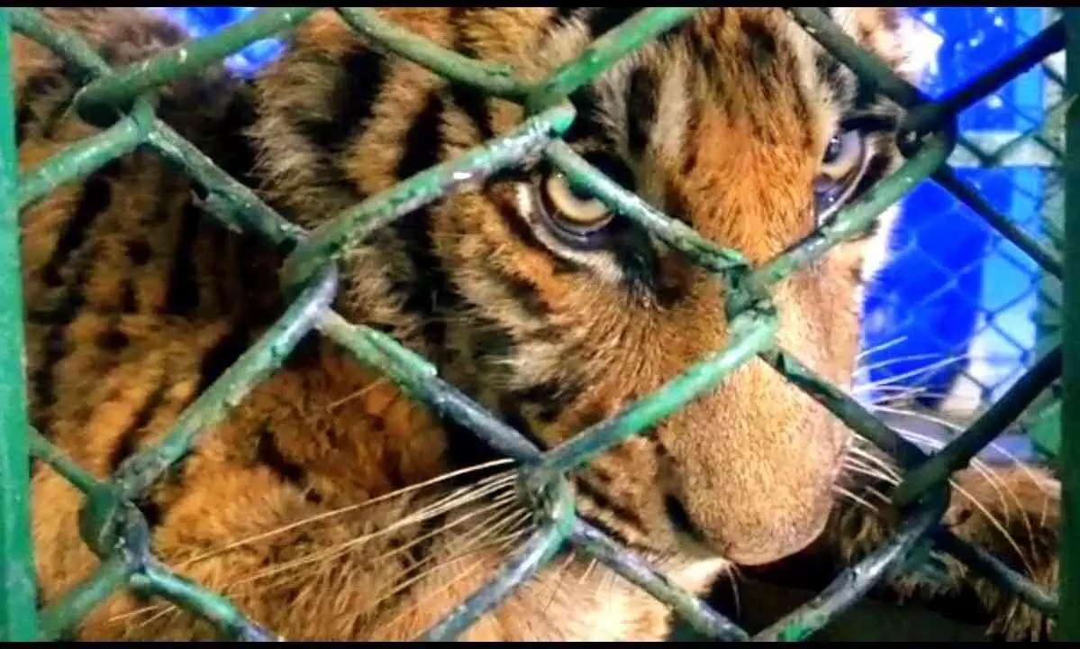അലഞ്ഞുനടന്ന അവശനായ കടുവയെ പിടികൂടി ചികിത്സ നൽകി