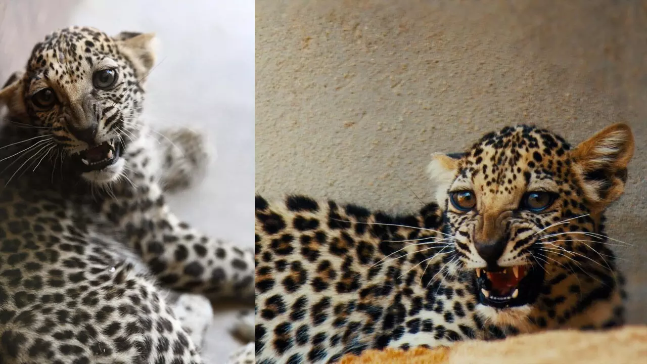 വംശനാശ ഭീഷണിക്കിടയിൽ അറേബ്യൻ കടുവയ്​ക്ക്​​​ സുഖപ്രസവം