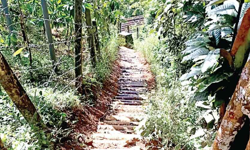 ആ​ദി​വാ​സി കോ​ള​നി​യി​ലേക്കുള്ള വഴി റിസോർട്ടുകാർ അടച്ചു; വ​നം​വ​കു​പ്പ് തുറന്നു