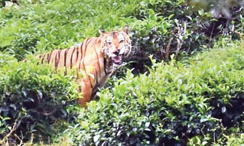 തിരച്ചിലിനിടെ മുങ്ങിയ കടുവ വീണ്ടും പ്രത്യക്ഷപ്പെട്ടു