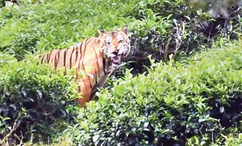 തിരച്ചിലിനിടെ മുങ്ങിയ കടുവ വീണ്ടും പ്രത്യക്ഷപ്പെട്ടു