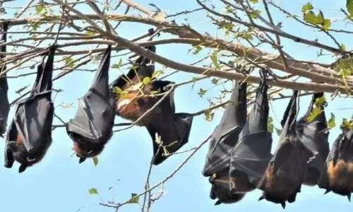 വില്ലൻ വവ്വാൽ തന്നെ; കോഴിക്കോട് നിന്നും പിടികൂടിയ വവ്വാലുകളിൽ നിപ സാന്നിധ്യം കണ്ടെത്തി