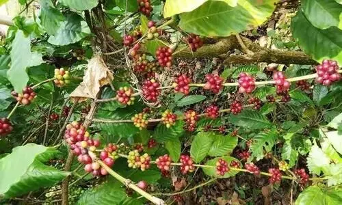 തൊഴിലാളി ക്ഷാമവും  വിലയിടിവും കാപ്പികർഷകർ കൃഷി ഉപേക്ഷിക്കുന്നു.