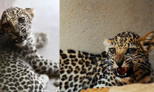 വംശനാശ ഭീഷണിക്കിടയിൽ അറേബ്യൻ കടുവയ്​ക്ക്​​​ സുഖപ്രസവം