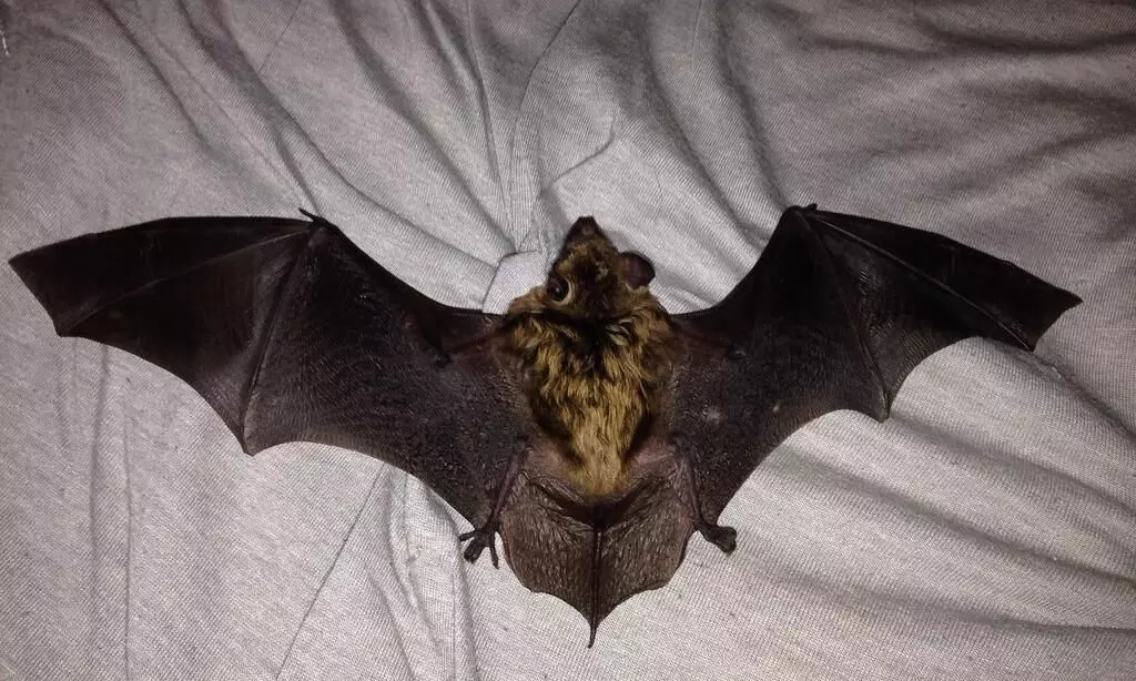 bat