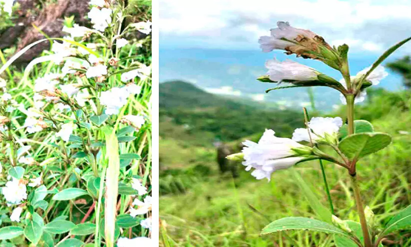 Neelakurinji @ Kanjar