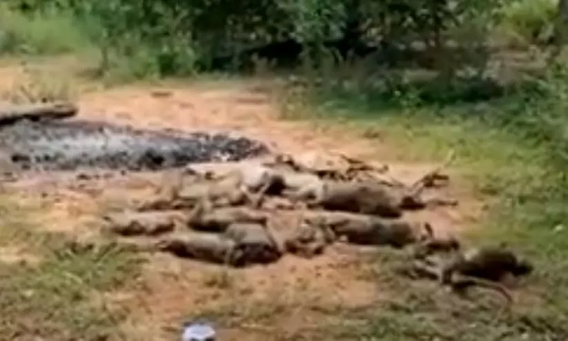 20 monkeys poisoned dumped in gunny sacks near forest highway at Kolar
