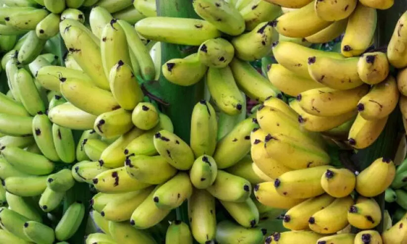 വാഴക്കുലയിൽ പെയിന്‍റടിച്ച്​ മോഷ്​ടാക്കളെ പൊക്കി കർഷകൻ; അവസാനിച്ചത്​ 98,000 രൂപയുടെ കുല മോഷണം