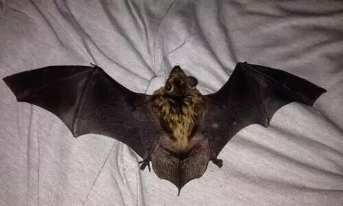 bat