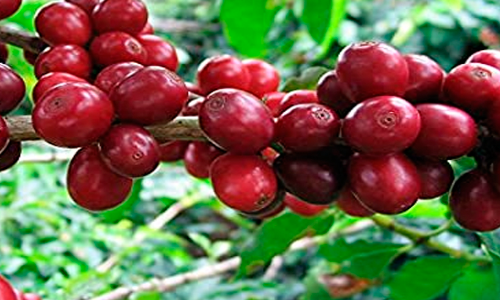 തൊഴിലാളി ക്ഷാമവും വിലയിടിവും കാപ്പി കർഷകർ കൃഷി ഉപേക്ഷിക്കുന്നു