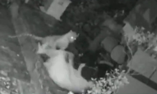 leopard attack 309321