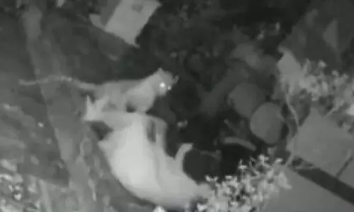 leopard attack 309321