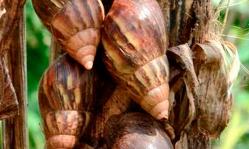 ആഫ്രിക്കൻ ഒച്ചി​െൻറ ആക്രമണം; വിദഗ്​ധ സംഘം സന്ദർശിച്ചു