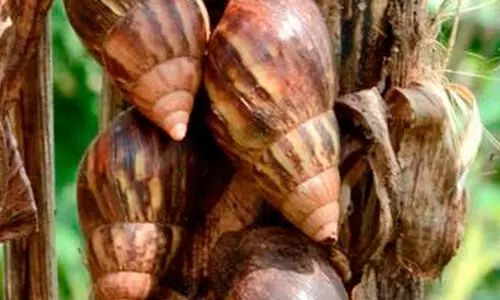 ആഫ്രിക്കൻ ഒച്ചി​െൻറ ആക്രമണം; വിദഗ്​ധ സംഘം സന്ദർശിച്ചു