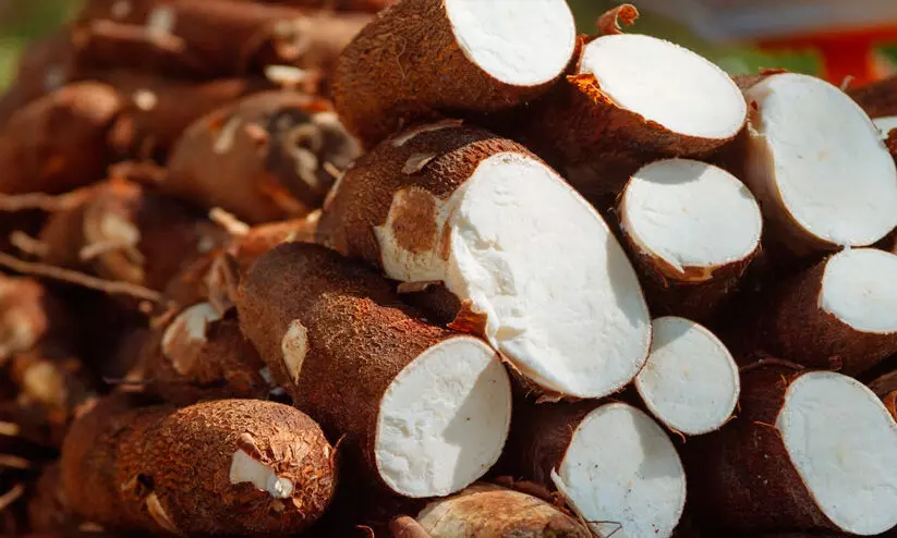 ഒരു കിലോ കപ്പയുടെ വില കേട്ടാൽ ഞെട്ടും; വില കുത്തനെ ഇടിഞ്ഞതോടെ ആർക്കും വേണ്ട ഒരു കിലോ കപ്പയുടെ വില കേട്ടാൽ ഞെട്ടും; വില കുത്തനെ ഇടിഞ്ഞതോടെ ആർക്കും വേണ്ട