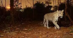 അ​ക​ത്തേ​ത്ത​റ​യി​ൽ വീ​ണ്ടും പു​ലി; ആ​ശ​ങ്ക​യോ​ടെ നാ​ട്ടു​കാ​ർ