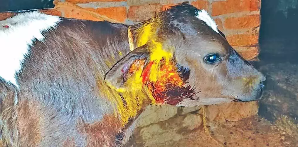 കടുവ പശുക്കിടാവിനെ ആക്രമിച്ചു; ഭീതിയൊഴിയാതെ നാട്ടുകാർ