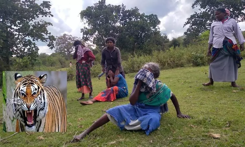 നാലു പേരെ കൊന്നു; ഒടുവിൽ നരഭോജി കടുവയെ കൊല്ലാൻ ഉത്തരവ് നാലു പേരെ കൊന്നു; ഒടുവിൽ നരഭോജി കടുവയെ കൊല്ലാൻ ഉത്തരവ്