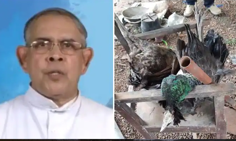 മയിലുകളെ വേട്ടയാടി കൊന്ന കേസിൽ വികാരി അറസ്റ്റില് മയിലുകളെ വേട്ടയാടി കൊന്ന കേസിൽ വികാരി അറസ്റ്റില്