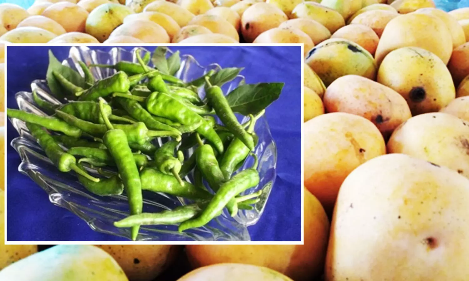 എടയൂർ മുളകിനും കുറ്റ്യാട്ടൂർ മാങ്ങക്കും ഭൗമ സൂചിക പദവി